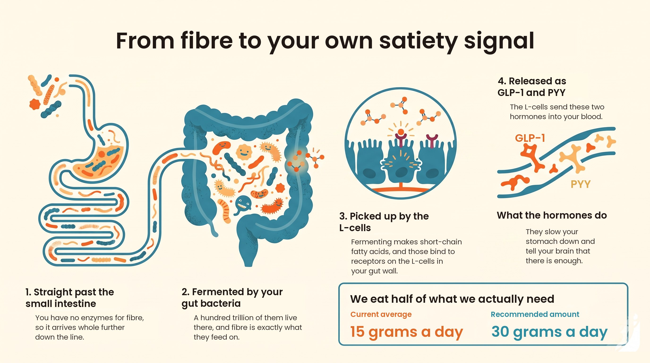 From your plate to your gut bacteria, to short-chain fatty acids, to your own GLP-1 and PYY.