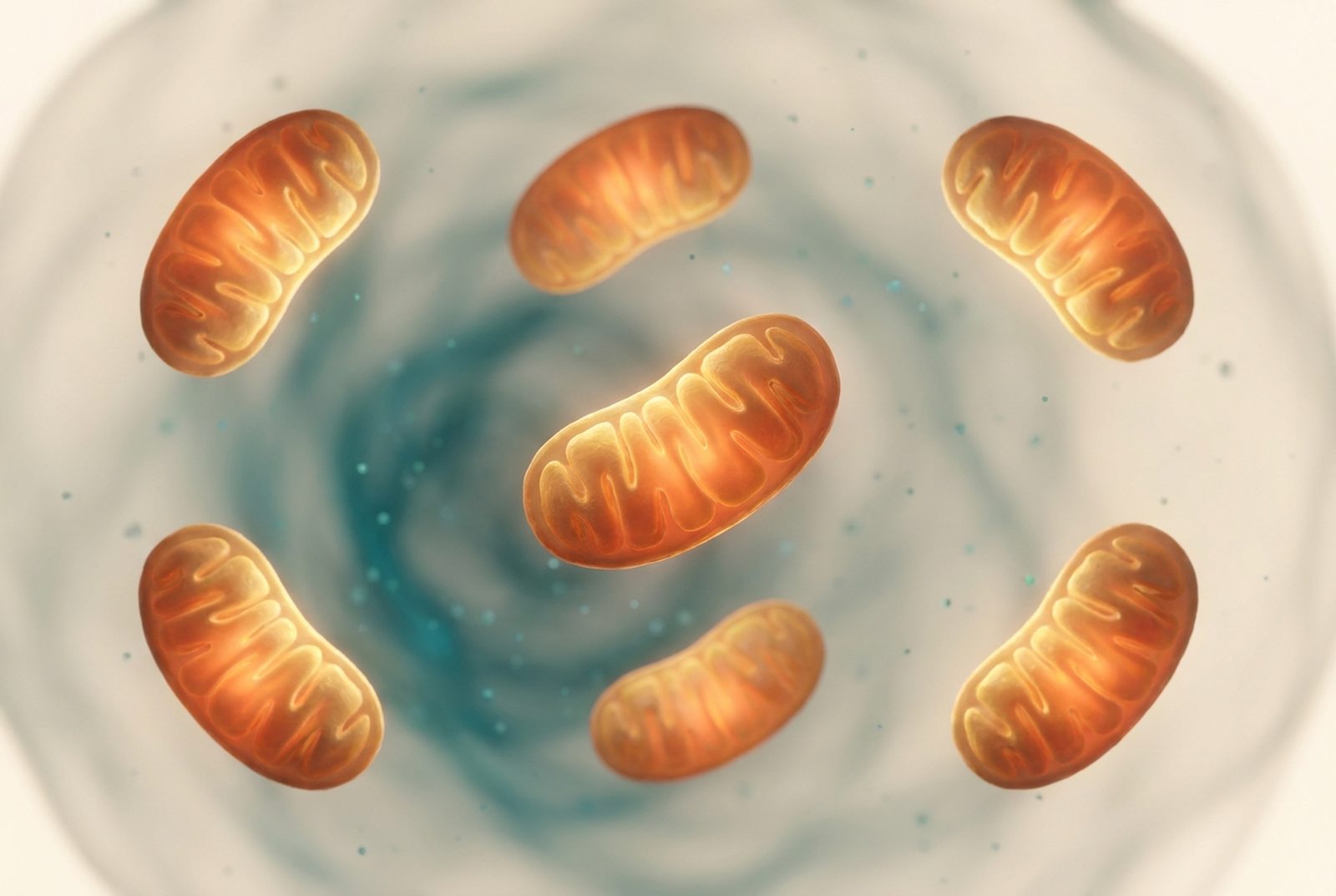 Mitochondria as glowing power stations inside a cell.